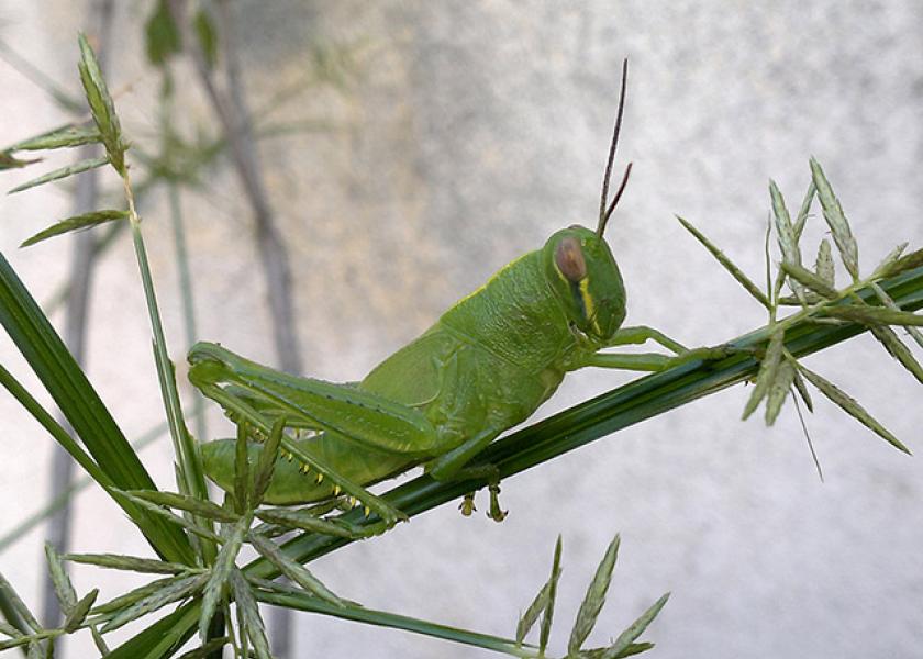 Anticipating Grasshopper Impact for the Grazing Season