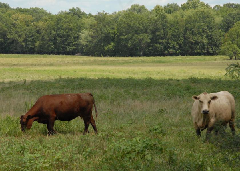 grazing-cows-missouri