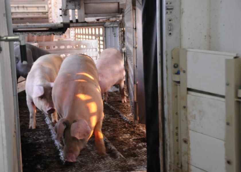 Take a look at your lowest performing pigs, says meat scientist Ben Bohrer. What percentage are market gilts? Bohrer and industry consultant Chris Hodges discuss the "gilt gap" in the barn and at the processing plant. 