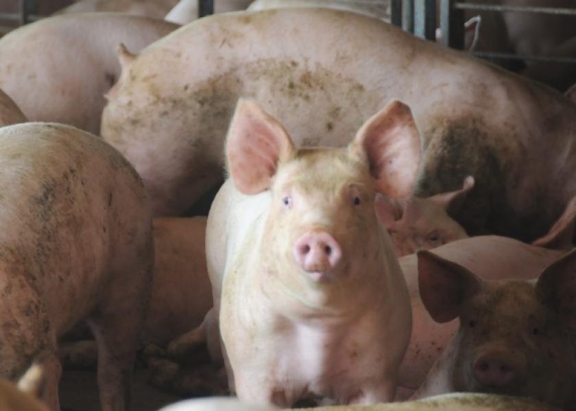 Cash-traded feeder pig reported volume was below average this past week, with 5,425 head reported. Cash feeder pig reported prices were $60.11, down $11.21 per head from last week.