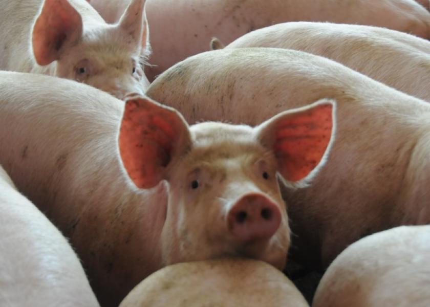 Hog Barn Taxes and Depreciation Is Contract Growing An Option For You? Pork Business