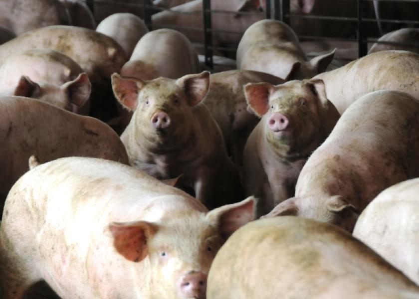 Nebraska Bill to Allow Packer-owned Hogs Faces Resistance | Pork Business