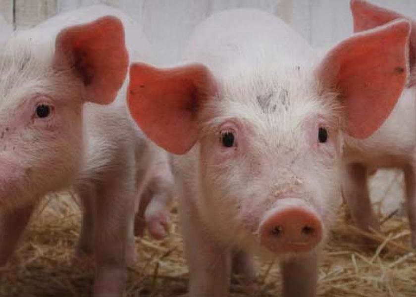 Badger Swine Symposium set for Nov. 10