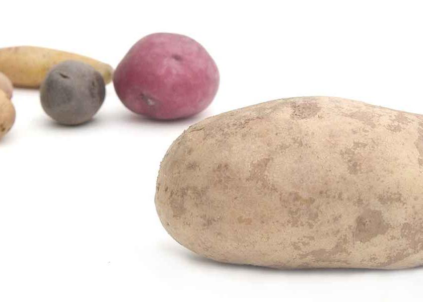  A shorter crop has reduced russet potato promotions this season, USDA statistics show.