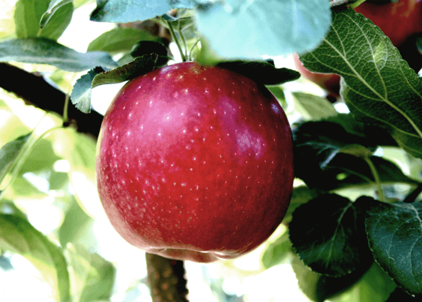 Cosmic Crisp apple price plunges; COVID-19 hinders in-store