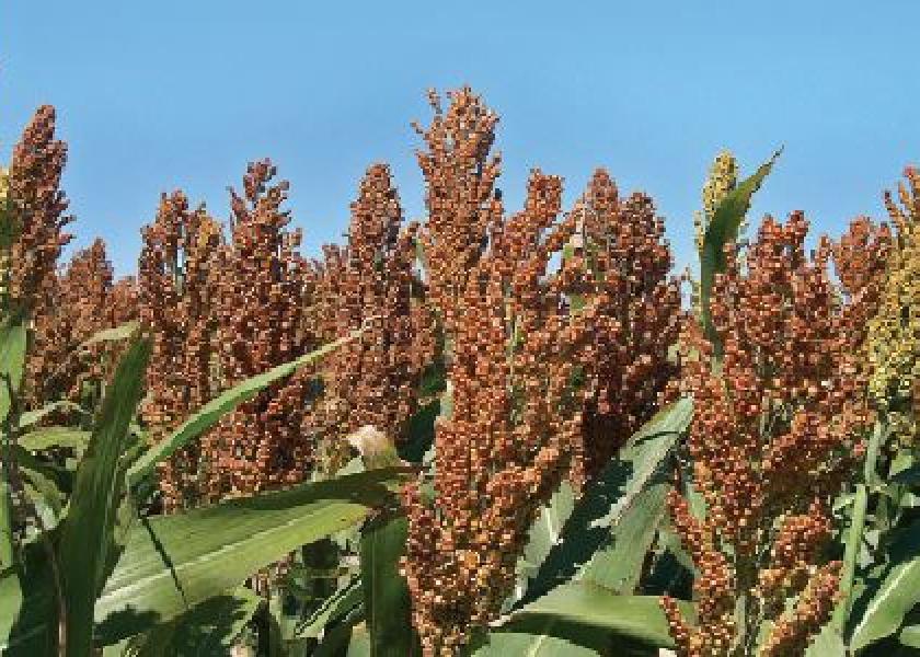 U.S. farmers are poised to expand plantings of sorghum by nearly 20% this year, a far larger percentage than soy or corn acres.