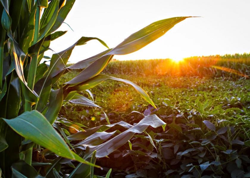 The price rally that started in the fall of 2020 definitely attracted more corn acres in 2021. That was confirmed in USDA’s June Acreage report.