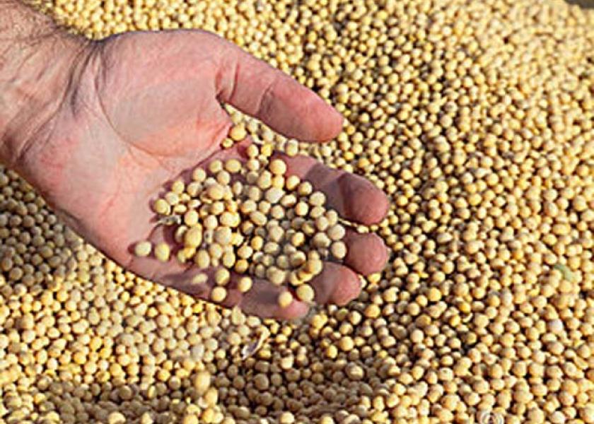 GRAIN  Latin America - Soya nexus in South America