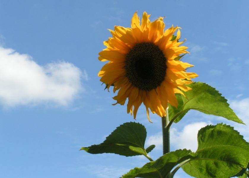 Sunflowers in the right spot are beautiful and valued. In the wrong location, they require control.