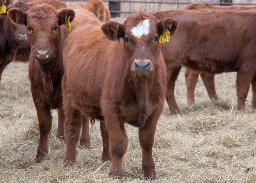 Weaning calves