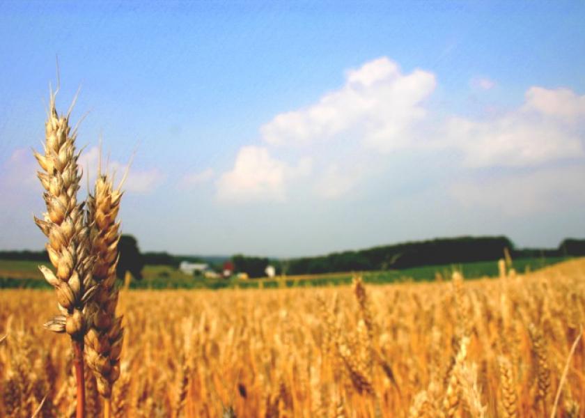 Surveys carried out in other countries point towards gains in grain yield ranging from 2% to 41%, with an average of 19.3%. Embrapa says it expects to find at least “similar gains” in Brazilian conditions.